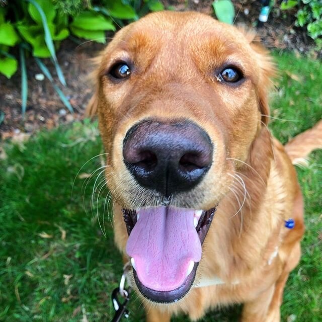 Happy Golden retriever